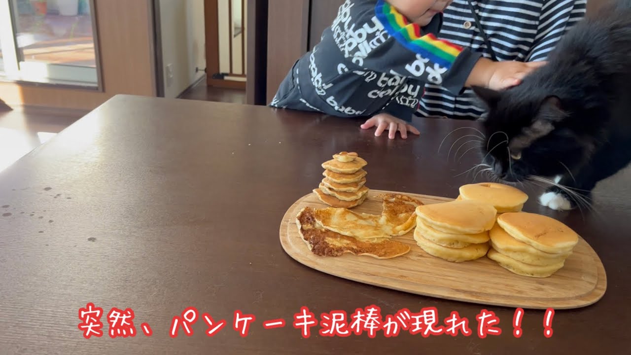 パンケーキを咥えて逃げようとする猫　ラガマフィン　A cat trying to run away with a pancake in its mouth