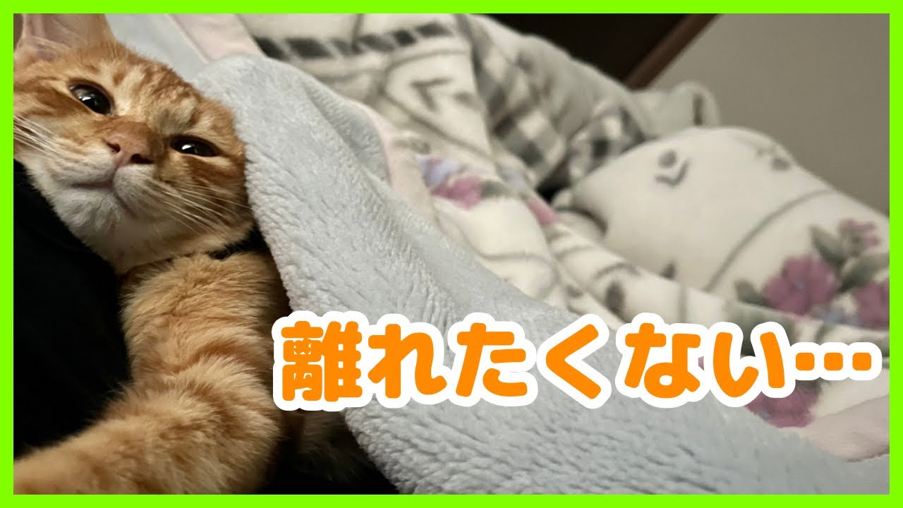 分離不安気味の子猫の行動がこちらです…