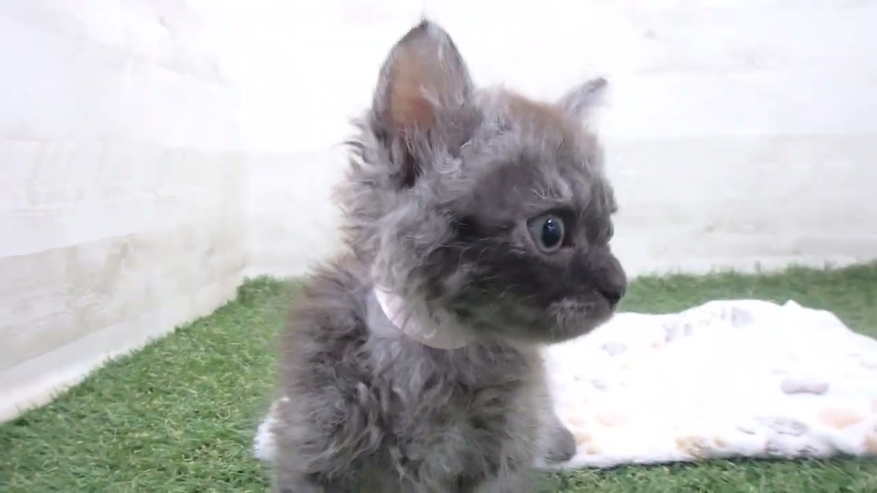 Coo&RIKU　No00653963 セルカークレックス