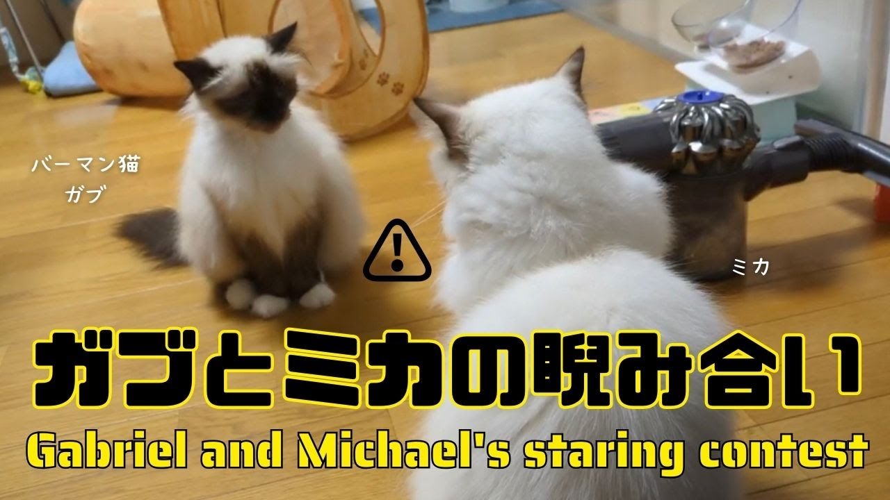 バーマン猫ガブとミカ【ガブとミカの睨み合い】Gabriel and Michael's staring contest（バーマン猫）Birman/Cat