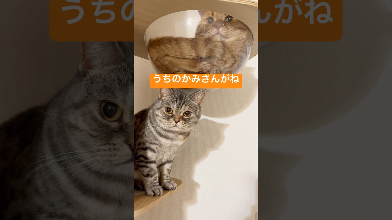 刑事チャロンボ2 #猫 #マンチカン #shorts