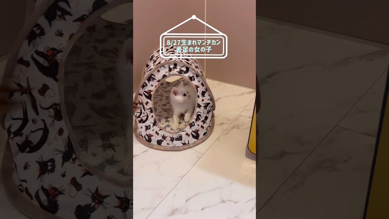 8/27生まれ　真っ白なおてんば娘！#munchkin#munchkinkitten#マンチカン長足#白猫#子猫動画#kitty#kitten#子猫#ねこむすび#ねこのいる生活#shorts