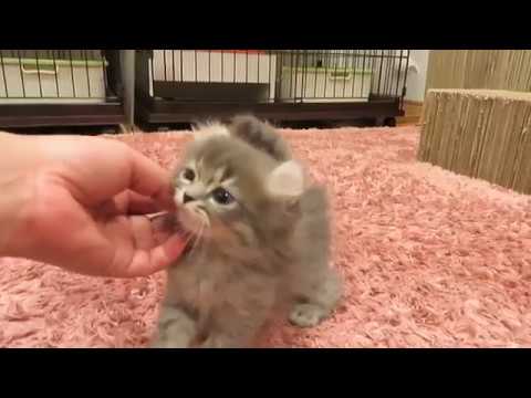 ★トロのおうち★カール耳キンカローの男の子