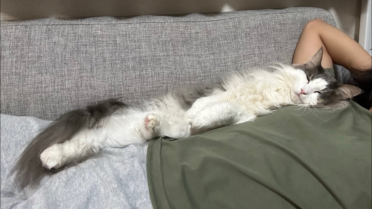 甘えん坊猫が本領発揮してきました【メインクーン】