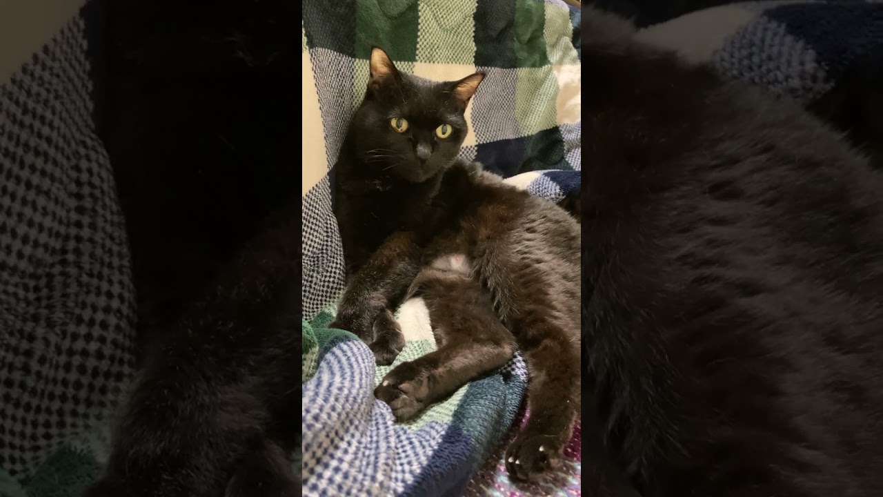 あら？撮ってるの？ちゃんと撮ってよ！#shorts# cat#猫