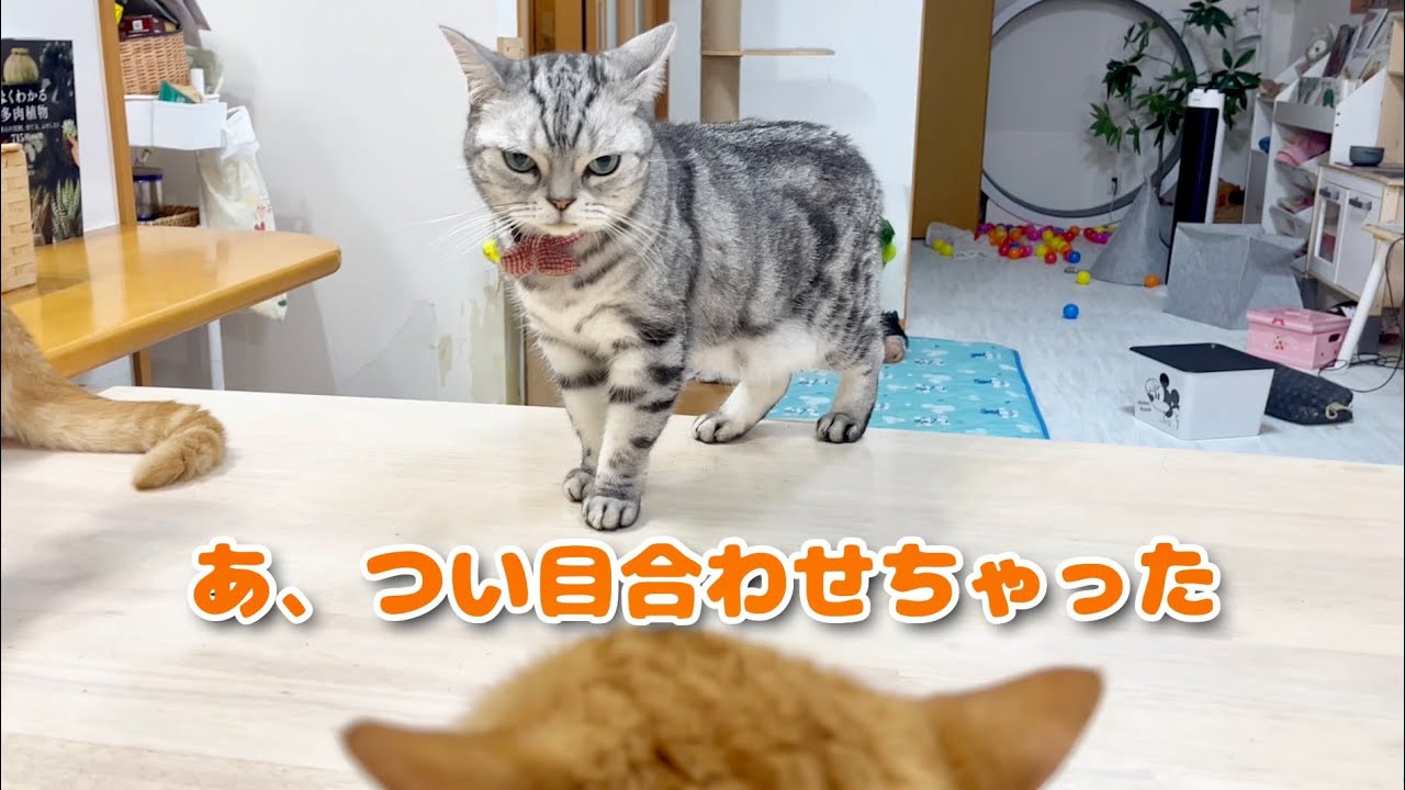 不機嫌なあいちゃんにピリピリする茶々パパ #猫 #マンチカン