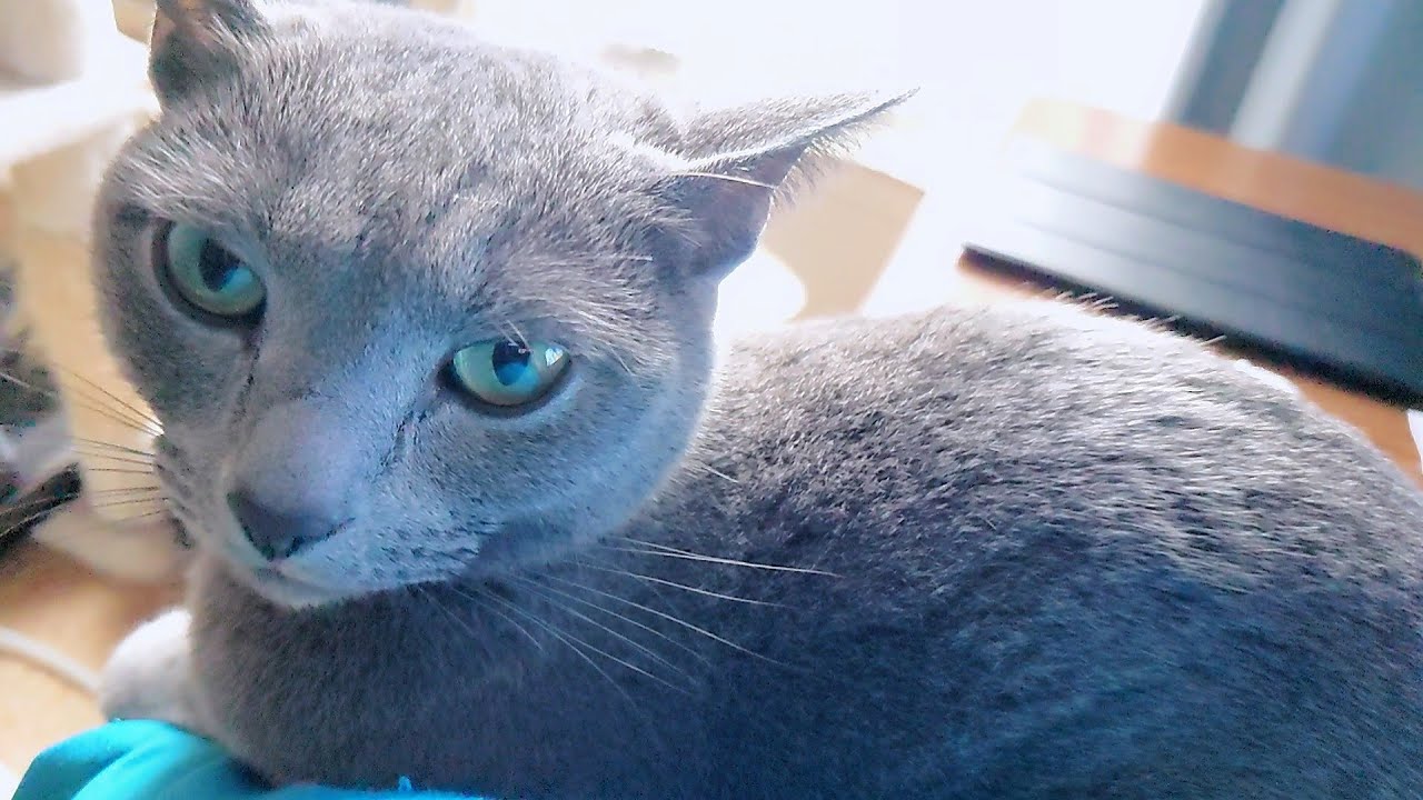 【猫動画】わが家のロシアンブルーが寒いそうなので炬燵を出しました【russianbule】It seems that Russian blue is cold, so I served kotatsu