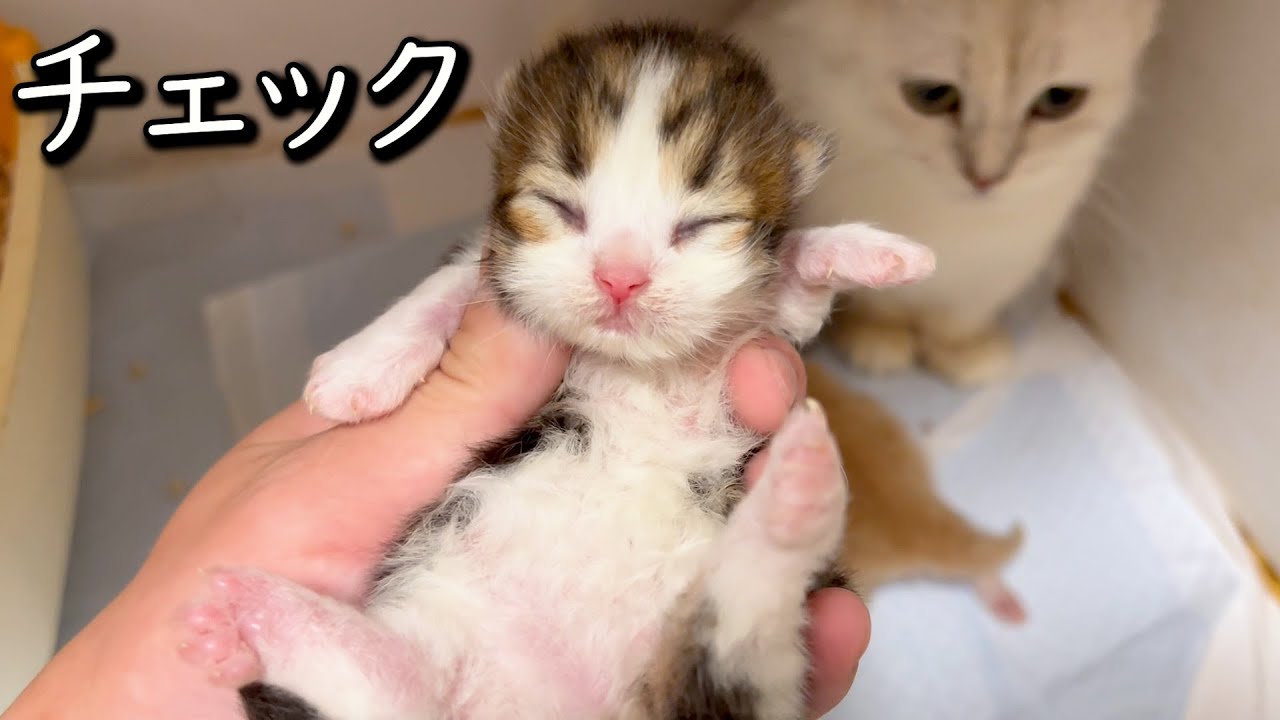 【マンチカンの子猫】今年のインフルエンザが子猫に関係なくて良かった件 ∼猫のいる生活Vol.820~ 出産動画 マンチカン短足・ミヌエット・ペルシャ猫専門ブリーダー『ペット蔵人』【子猫の成長記録】