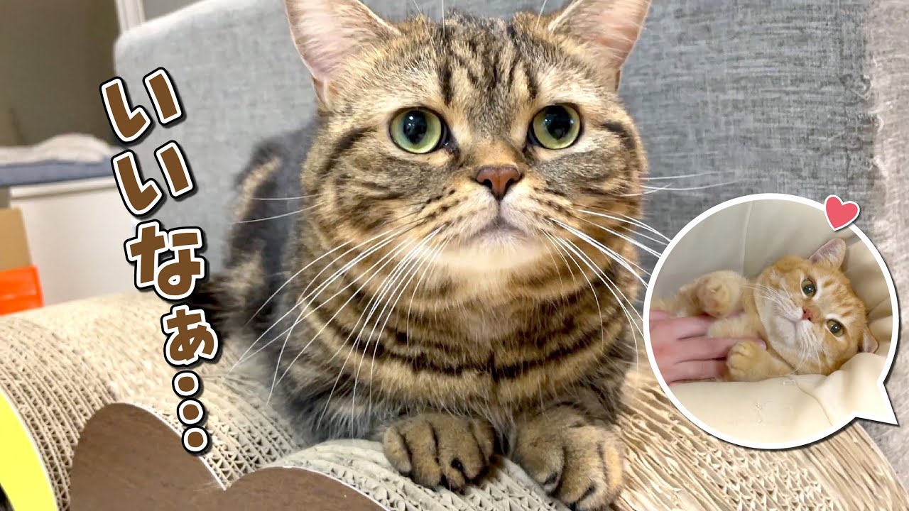 パパに甘える兄猫を羨ましそうに見つめる弟猫が可愛すぎる！