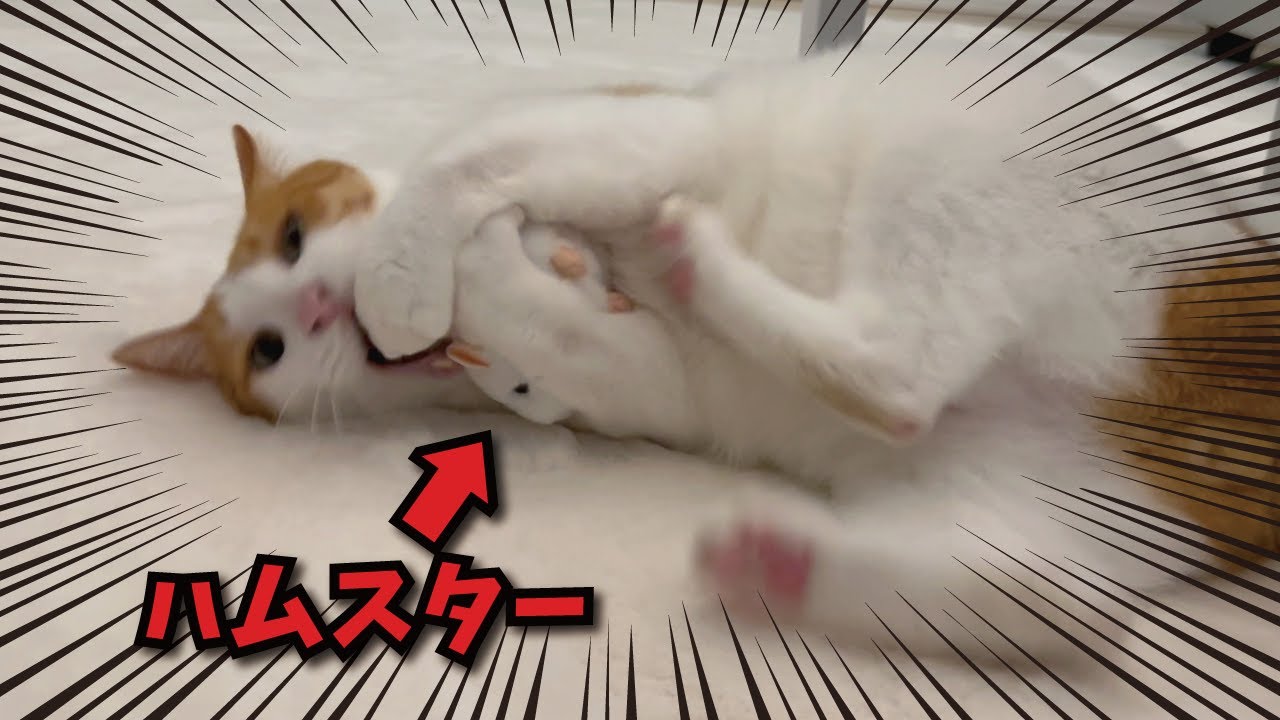 大好きなハムスターが大変な事になってました【関西弁でしゃべる猫】【猫アテレコ】