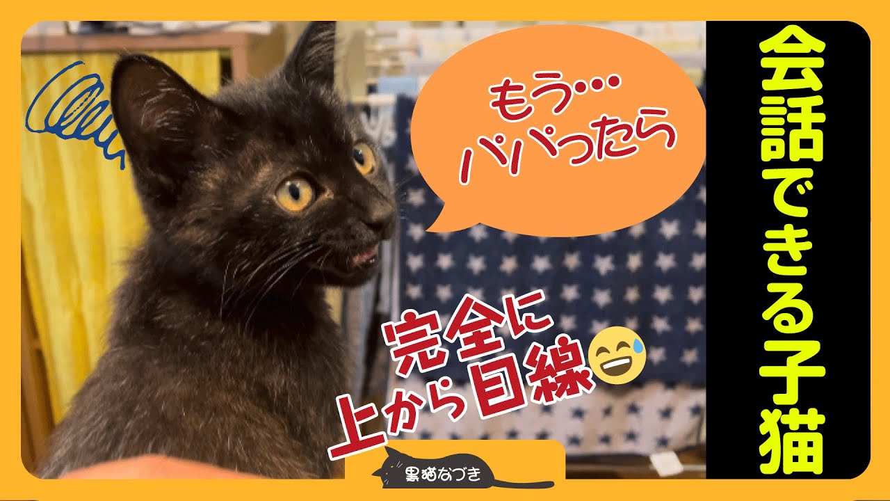 【会話する子猫】おしゃべり子猫がもう会話をし始めました。完全にパパをあしらってます。