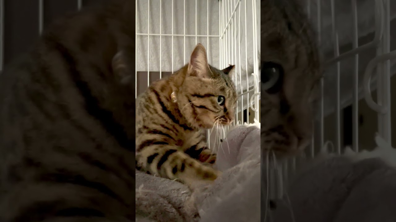 無心でふみふみするたぬき猫 #shorts#猫#元野良#キジトラ#ボブテイル