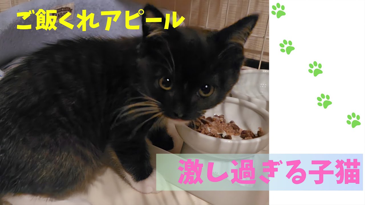 ご飯の時間になるとサイレンを発する子猫がここにいます！【Scottish Fold Kotarou&Kojirou】