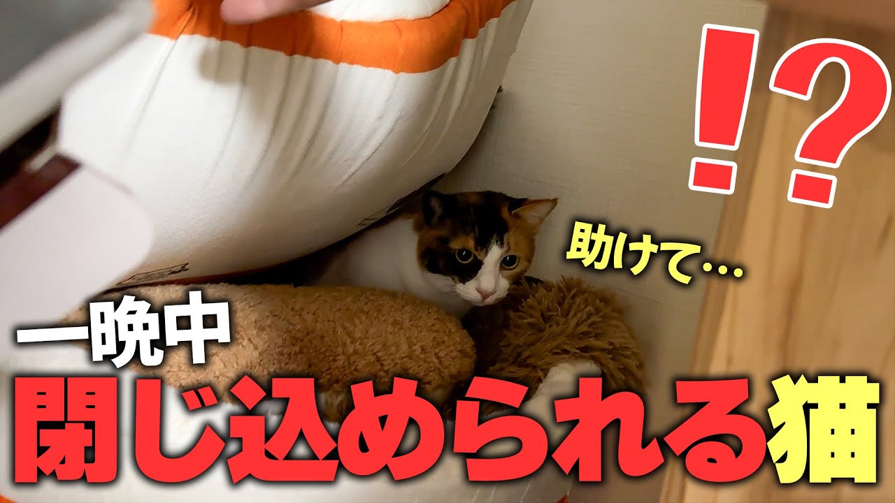 行方不明になってしまった猫を捜索していたら一晩中ゴミの中に埋もれていました…