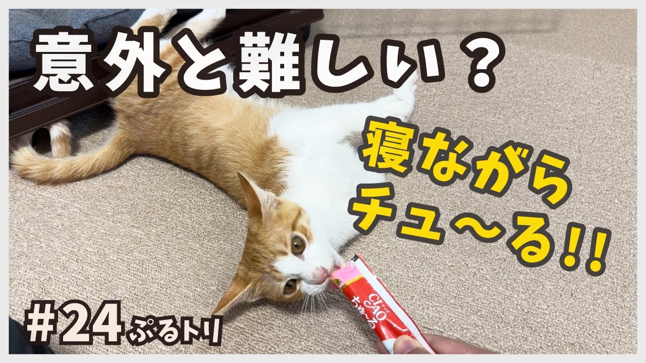 チュールは寝て食べると美味しいらしい・・・。保護して10日の子猫が見せた可愛い姿【天才＆天然にゃん・ぷるトリ24】/ brown and white kitten