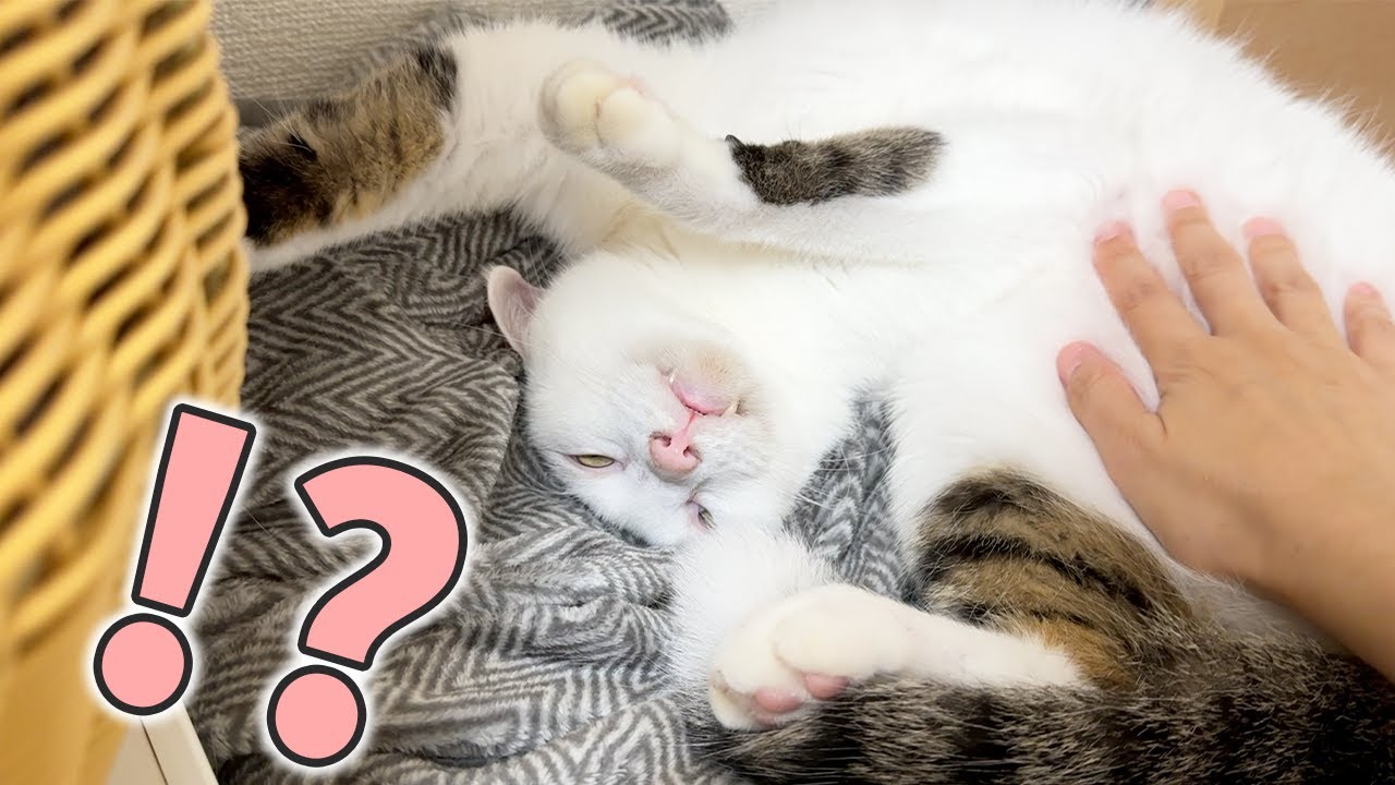 起きてるのか寝てるのかわからなすぎる猫がこちら！