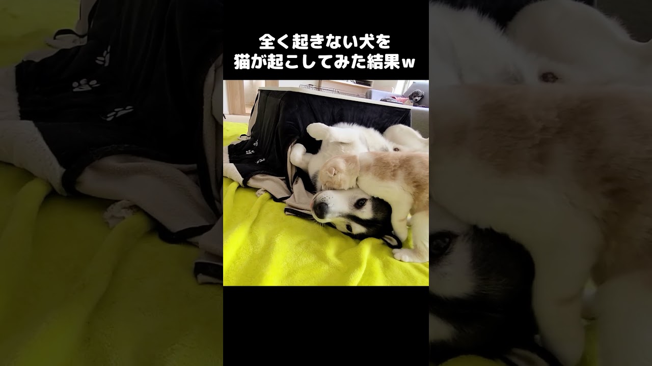猫が起きない犬を起こしてみた結果こうなったｗ#shorts