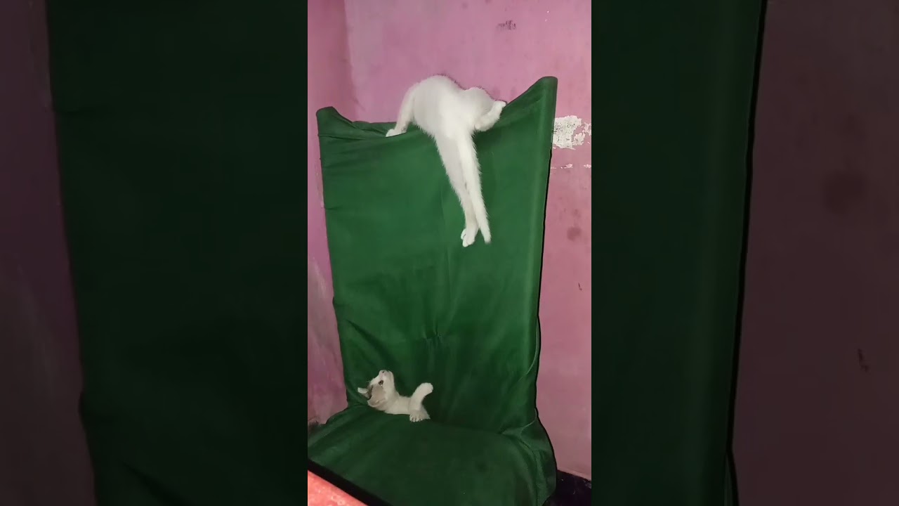 kitten are playing in the chair