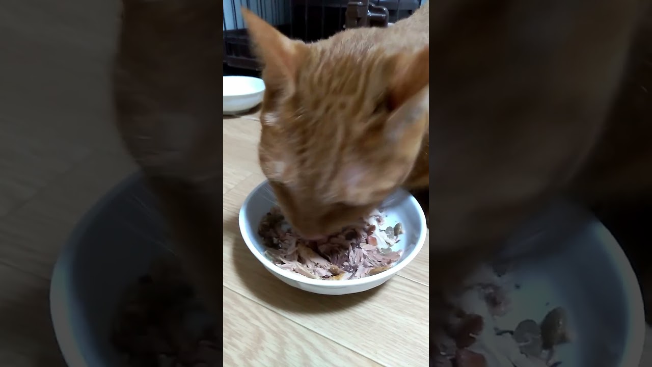 【茶トラ猫】ジラフの誕生日に大好物を詰め込んだスペシャルフードを与えたら大喜びでした(見た目はかなり微妙)#shorts