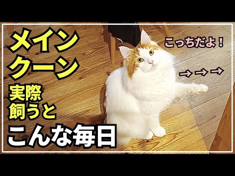賢い大型猫。言葉じゃなくジェスチャーで気持ちを伝える猫メインクーン
