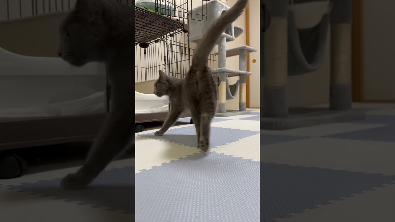 「ママ〜💛」と叫ぶ猫（ロシアンブルー）#shorts