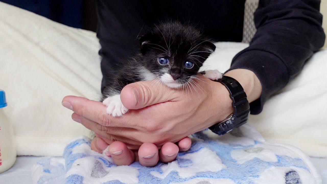 公園に子猫が捨てられていました