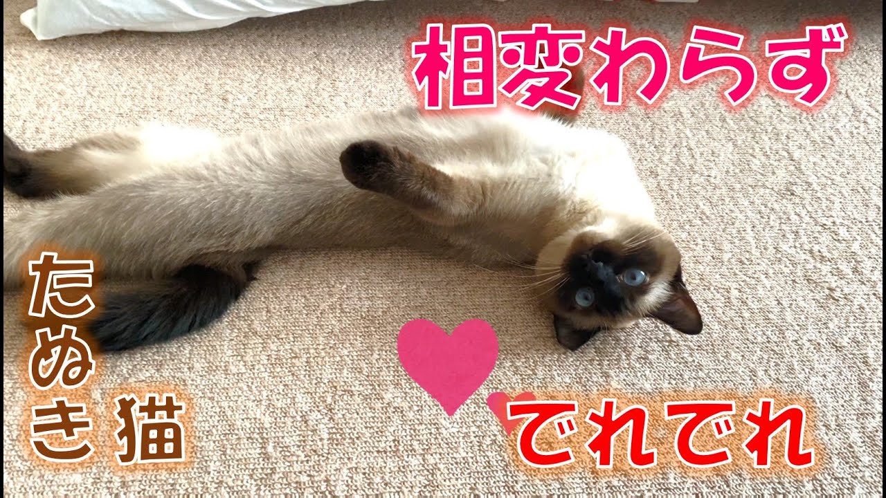 相変わらずでれでれなシャム猫【たぬき猫】