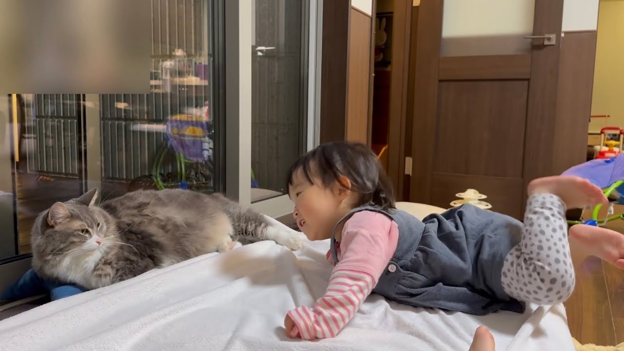 一歳児から変顔披露される猫　ノルウェージャンフォレストキャット　Norwegian Forest Cat