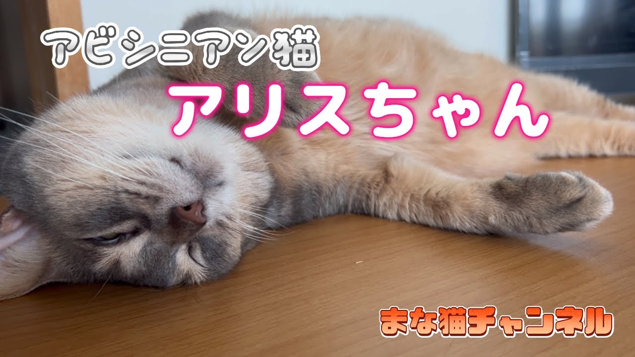 アビシニアン猫アリスちゃん #猫動画 #アビシニアン #cat #まな猫