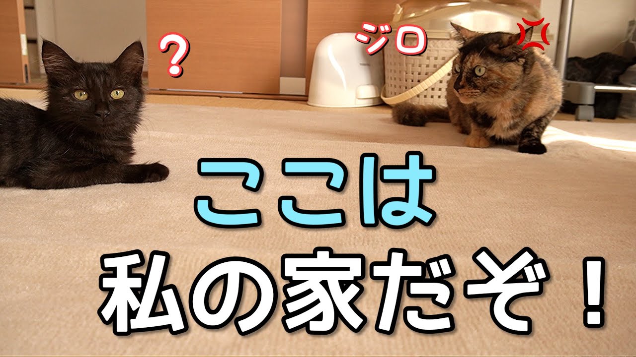 【ケージから解放】新入り子猫が気になって仕方ない先住猫