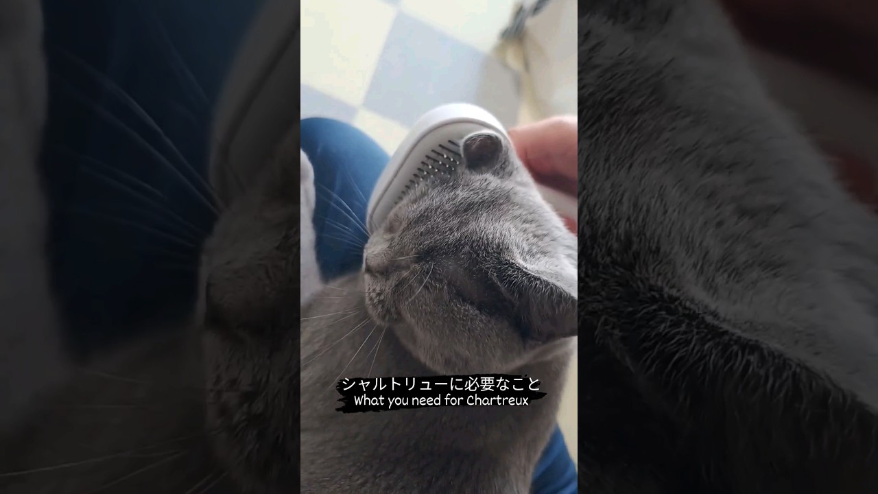 シャルトリューに必要なこと(What you need for Chartreux)