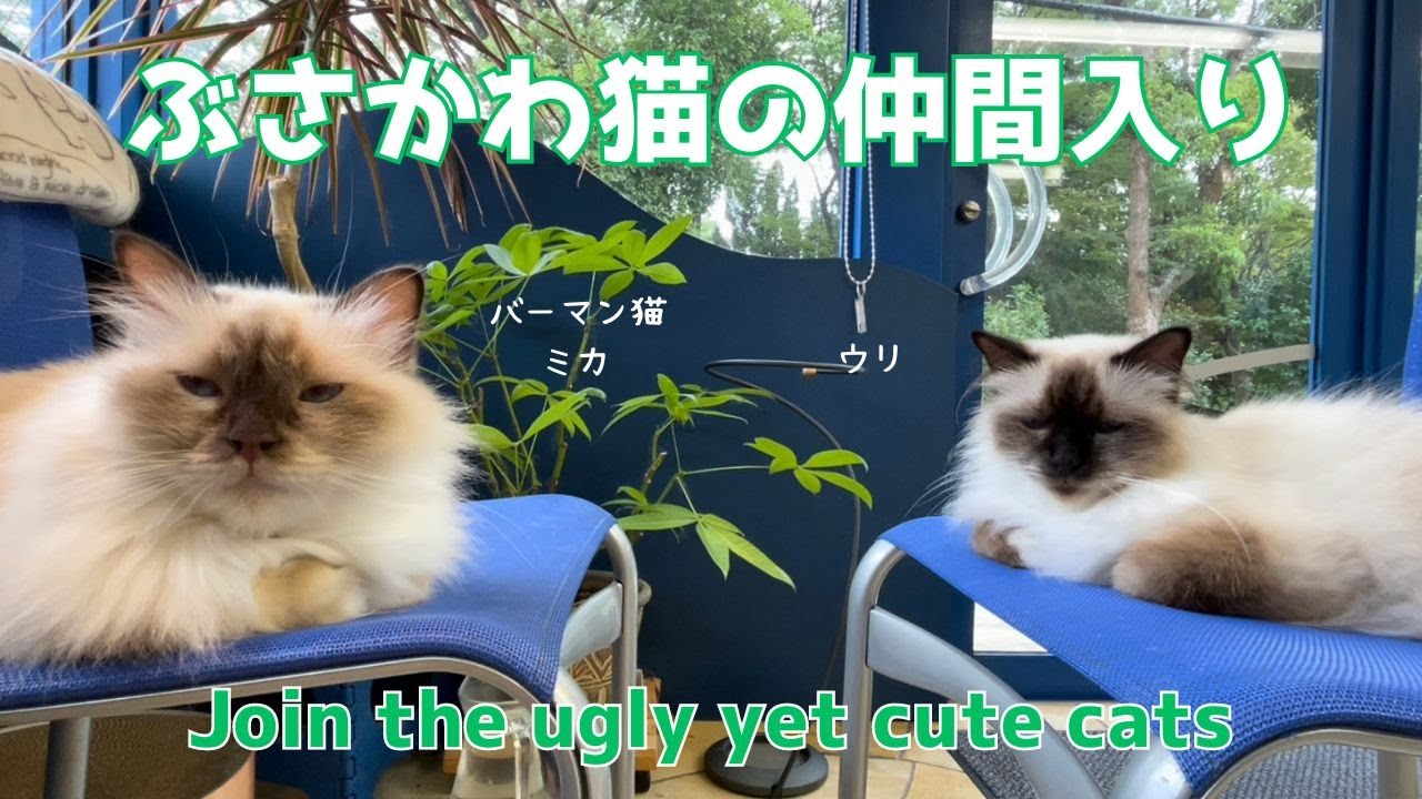 バーマン猫ミカとウリ【ぶさかわ猫の仲間入り】Join the ugly yet cute cats（バーマン猫）Birman/Cat