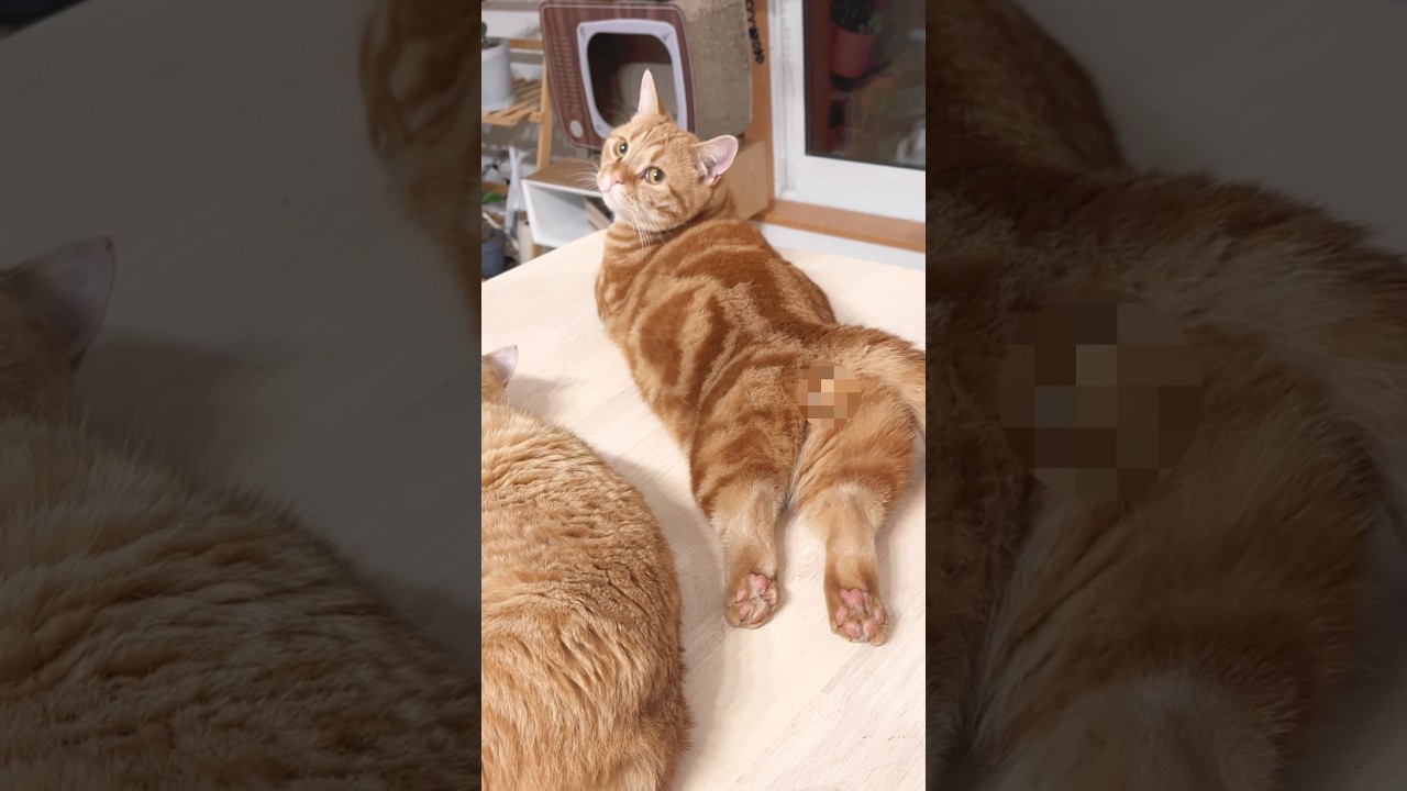 妖艶なセクシーポーズでくつろぐ猫 #猫 #マンチカン #shorts