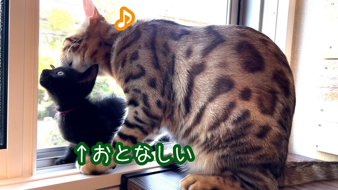 【ベンガル猫】窓が開いている時だけなぜかプロレスしない平和なうちの猫たち【黒猫】