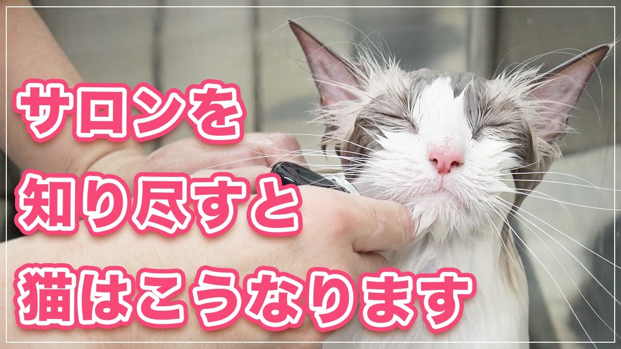 【アリスちゃん】サロンの全てを知り尽くしていると猫はこうなります【ラグドール】