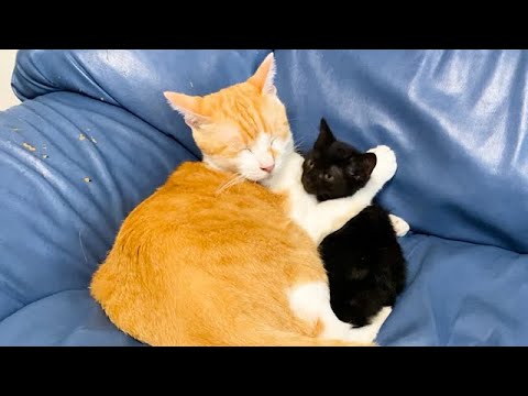 子猫が可愛すぎて離さない先住猫