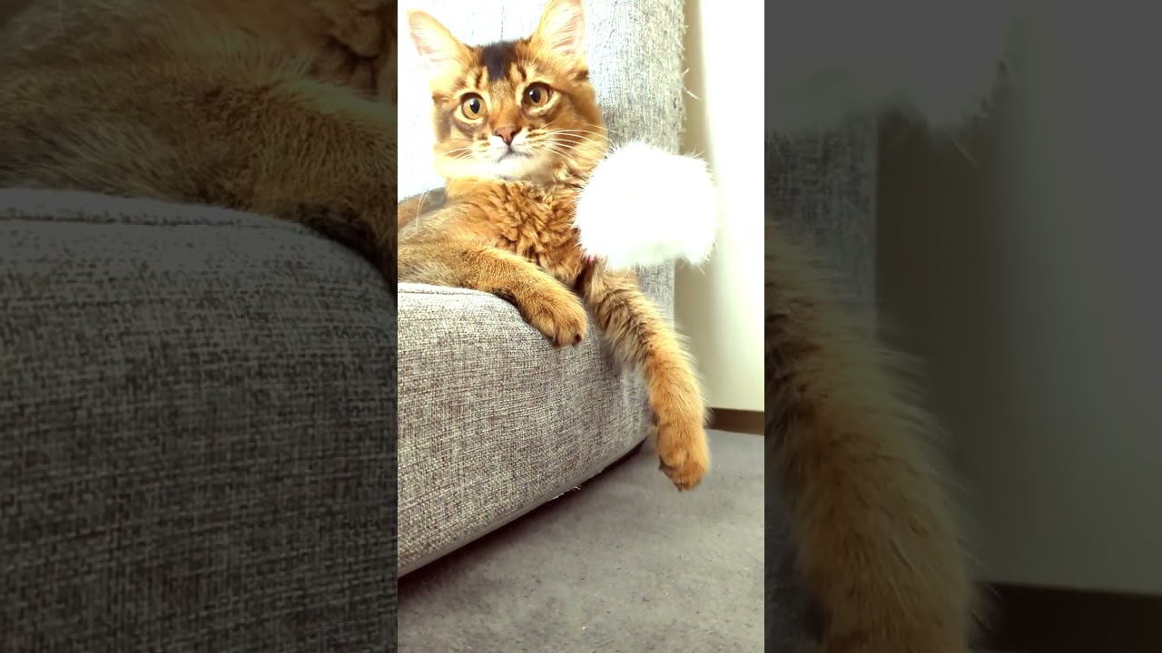 プチフリーズからの…　🐱#猫 #cat #고양이 #cat #ソマリ　I thought the cat had frozen up