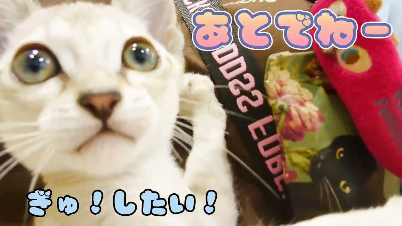 【シンガプーラ】どこでもさわれるおりこうさん！