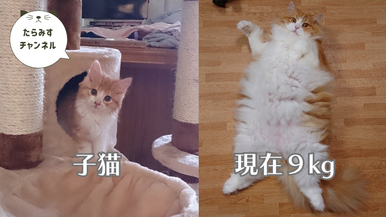 巨大な猫　たると【ラガマフィン】【Ragamuffin】