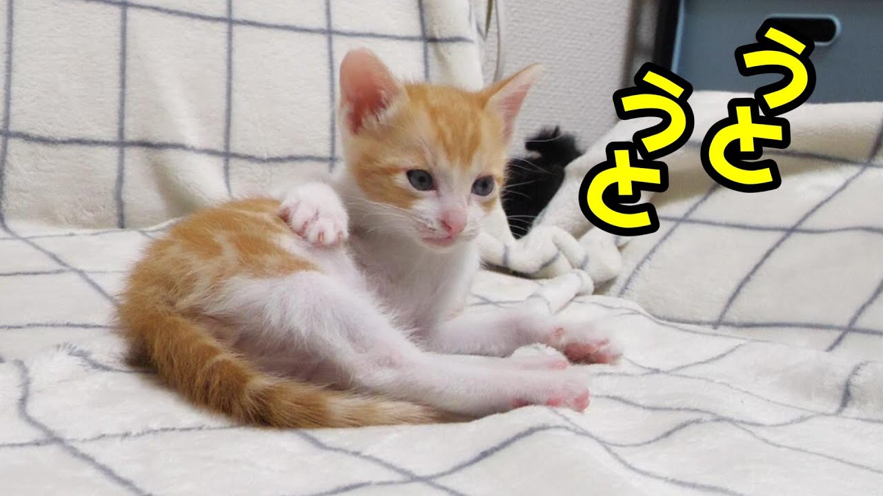 お腹いっぱいの子猫が幸せそうな顔でウトウト【赤ちゃん猫　保護猫】