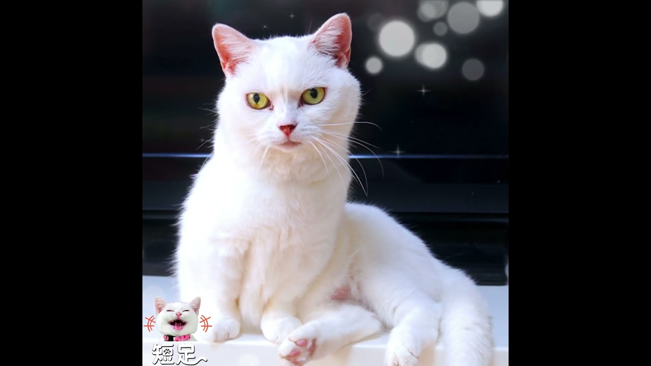 お花畑にいる白猫を想像してみました！ #マンチカン #ジェネッタ #白猫