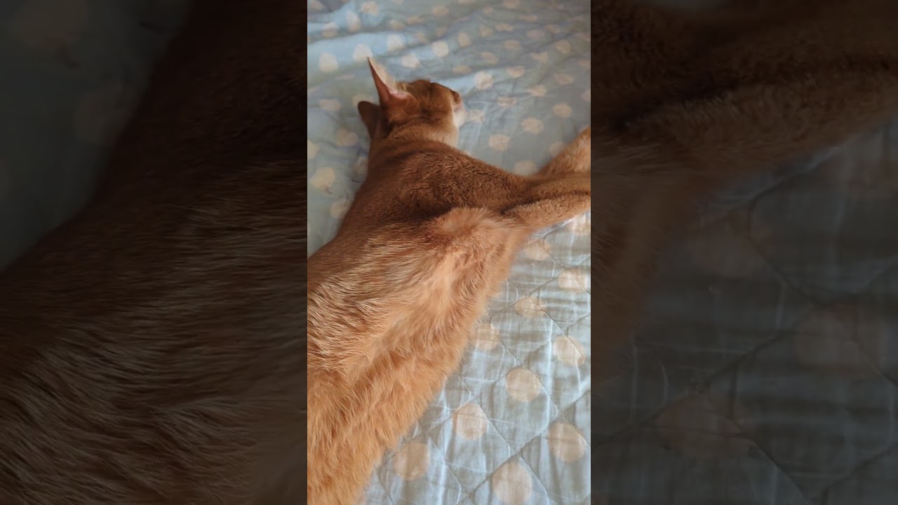 10/12夕方のただいま、あびにゃん（´・ω・`）#cat #ねこ#猫 #アビシニアン