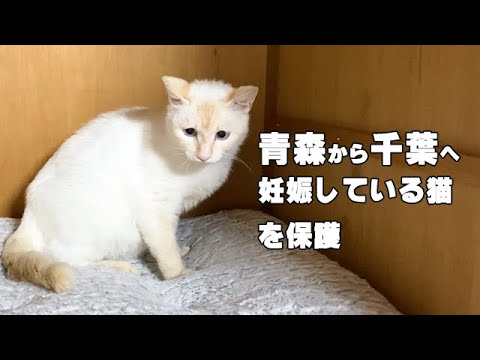 妊娠している猫を保護しました