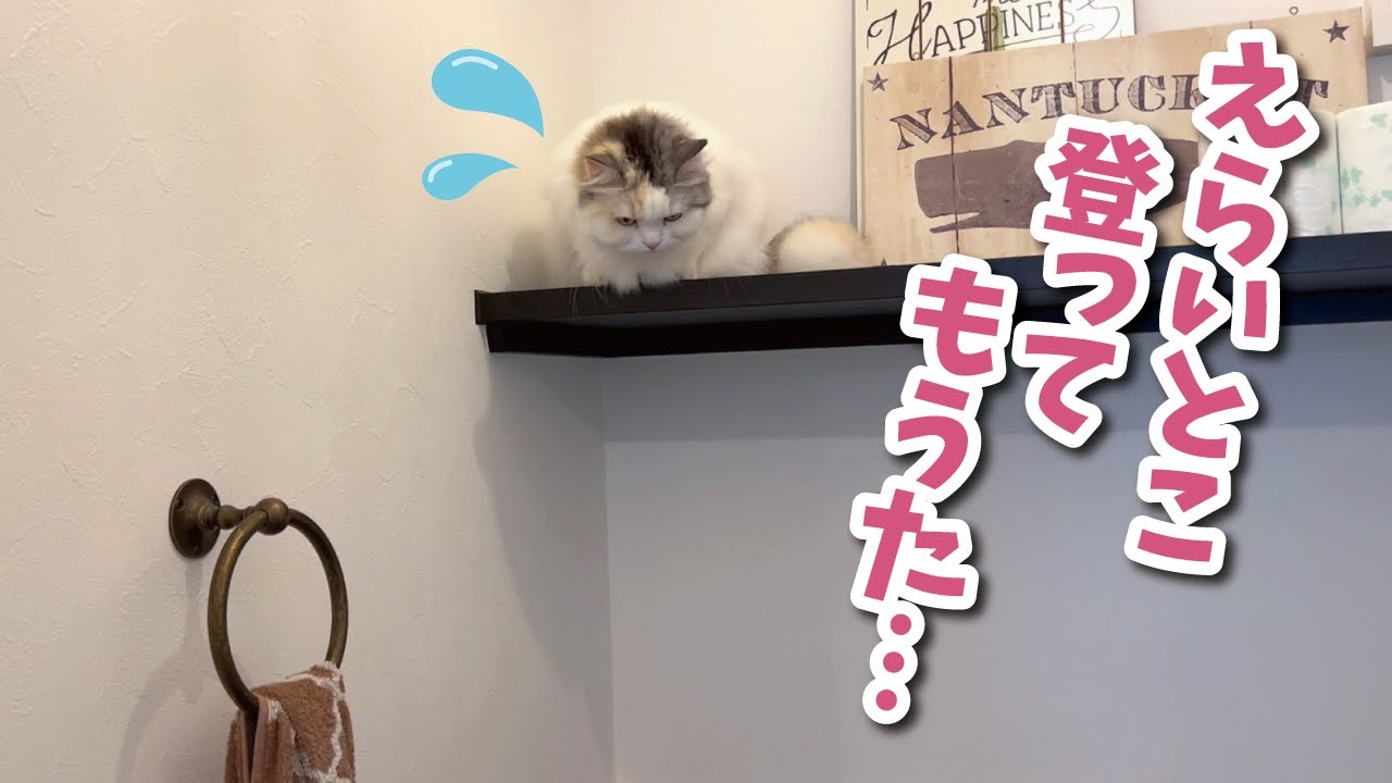 【悲報】高い所にのぼってしまって降りられなくなった猫がこちら…【関西弁でしゃべる猫】【猫アテレコ】