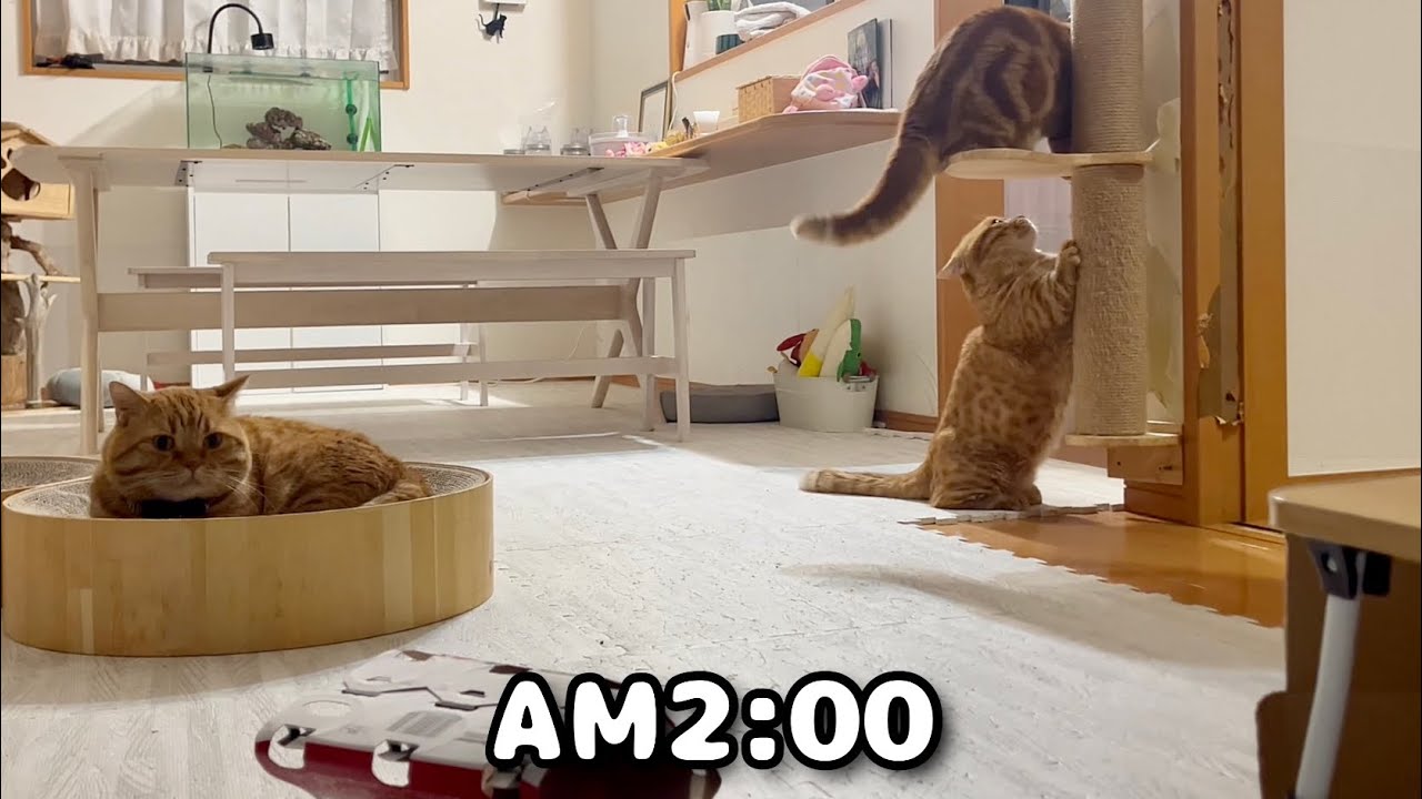 リーダーちゃびくんのハイテンションな夜！ #猫 #マンチカン