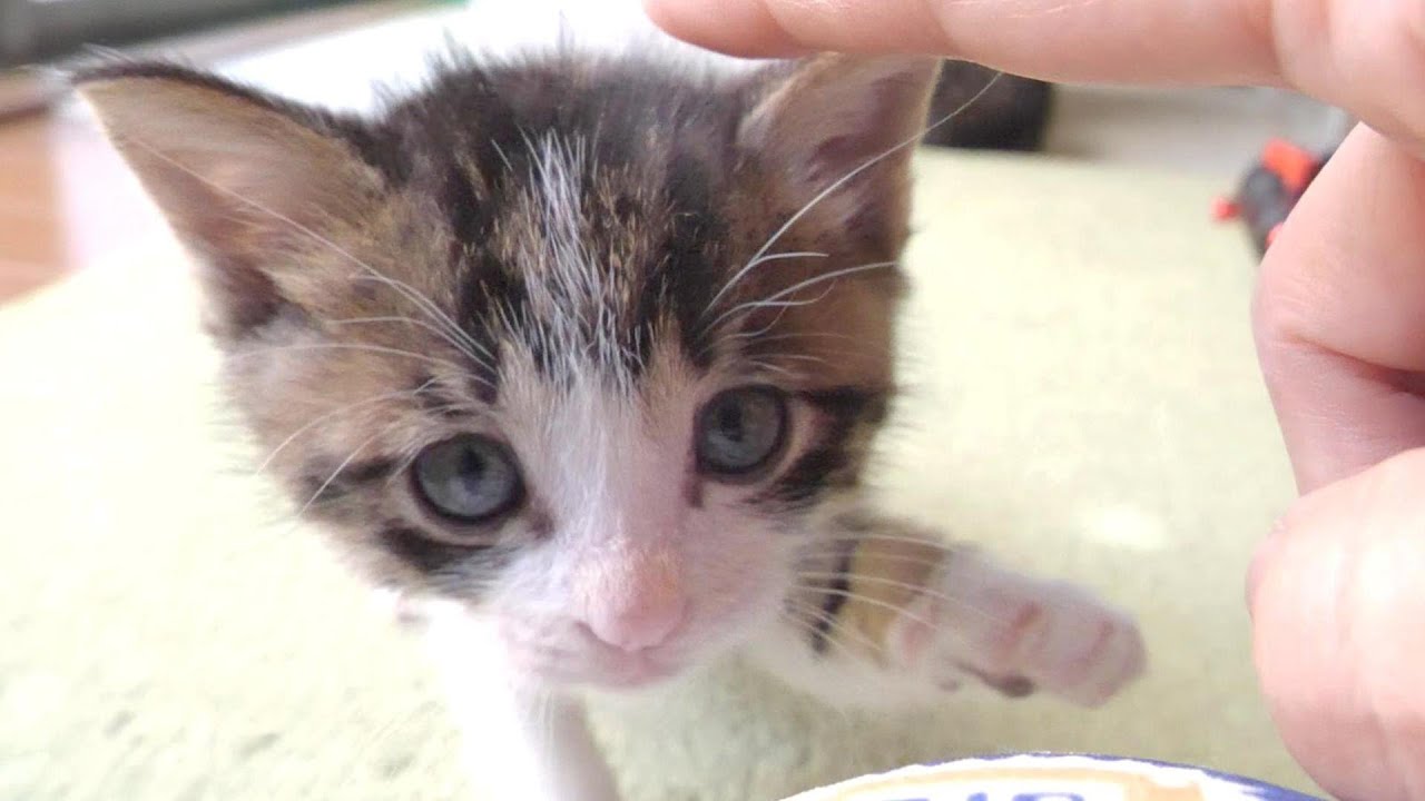 子猫がカーテンを閉めるお手伝いをしてくれるそうです【赤ちゃん猫　保護猫】