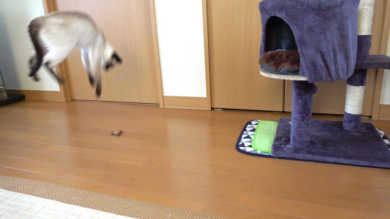 回るハンドスピナーを見て自分も飛んで回るシャム猫🛸