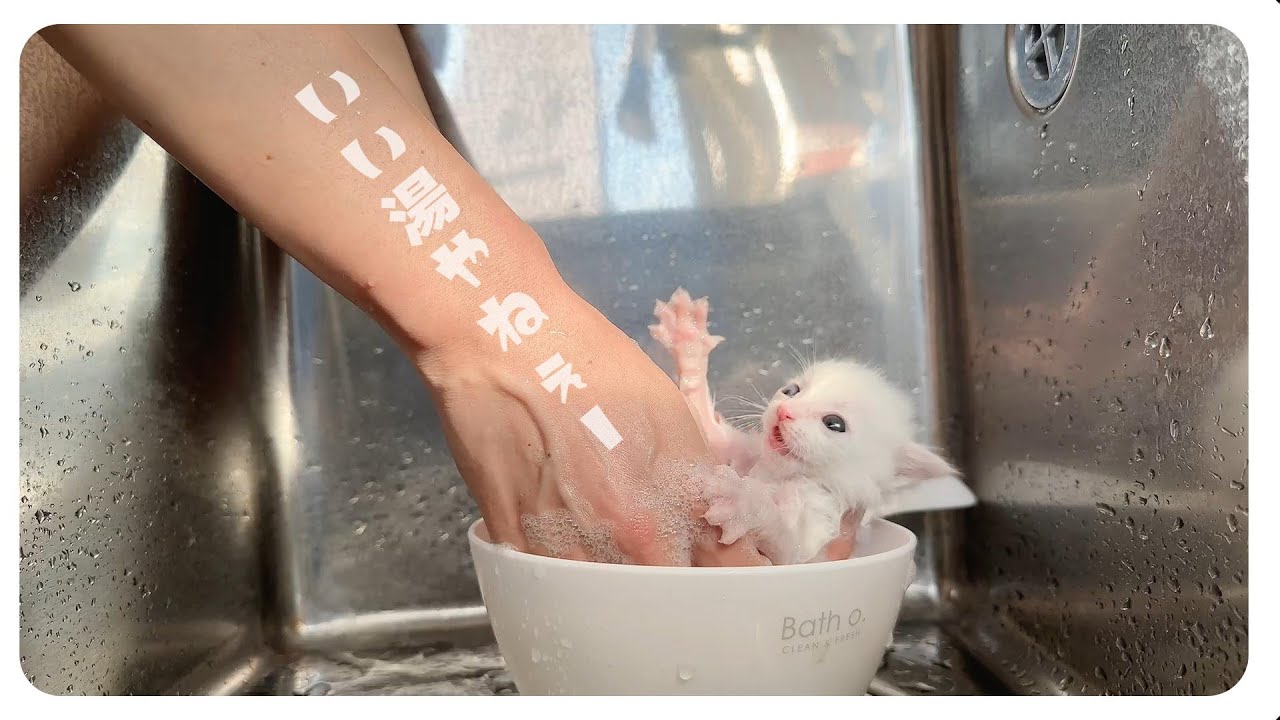 【神回】子猫のシャンプー「まいったなぁーまたかわいくなっちゃったよ～」ふんわり仕上げでミルクが似合う【子猫のお風呂】