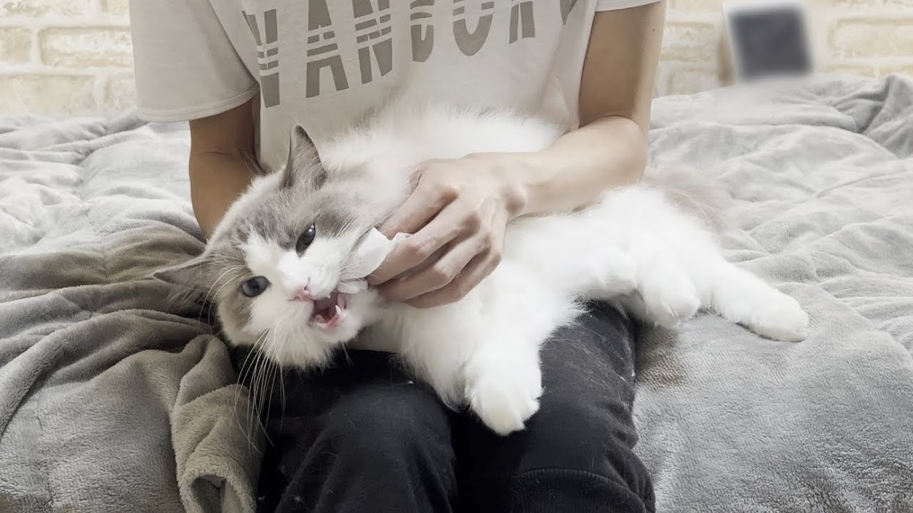 歯磨きに誘うたびに駄々をこねてしまうラグドール猫がかわいすぎた。