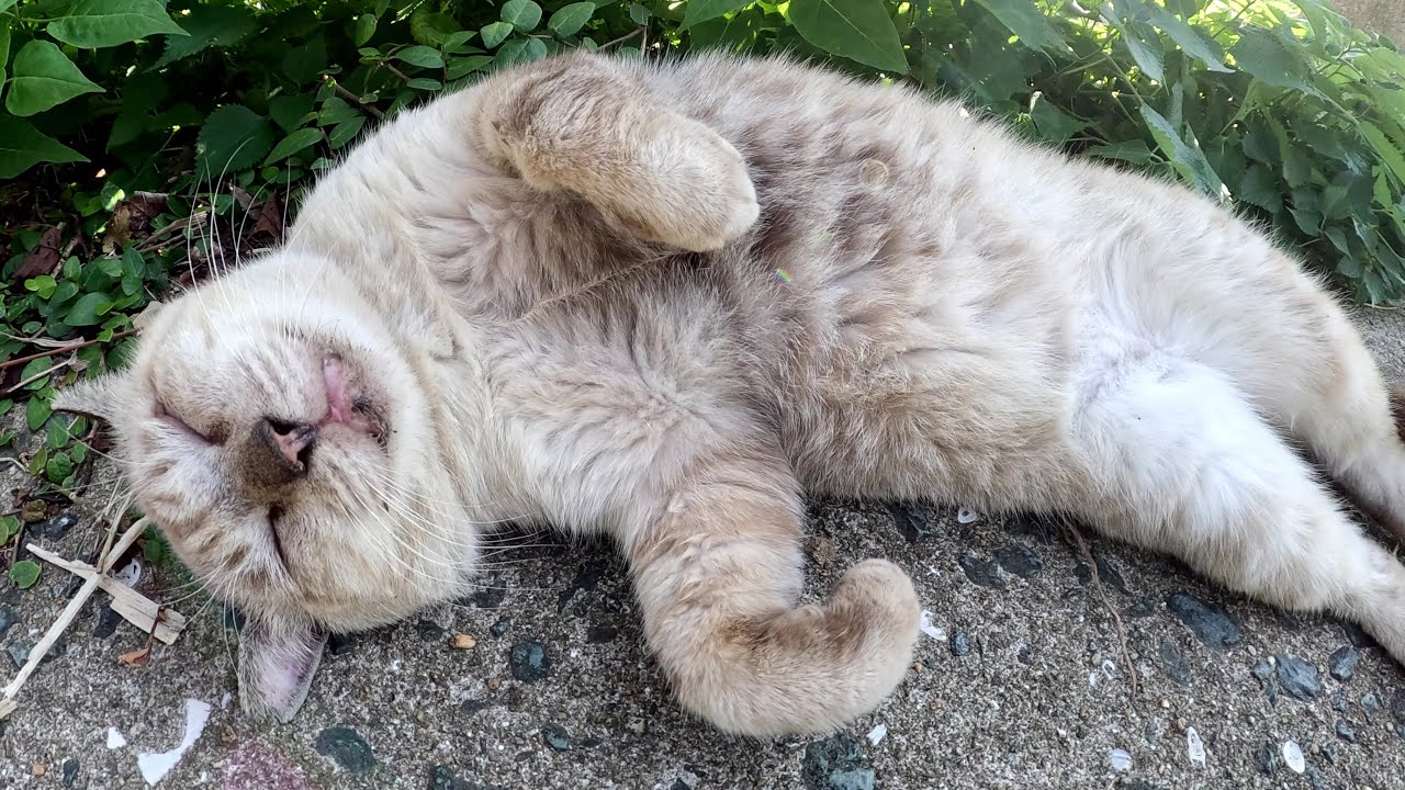 可愛い声で鳴くおじいちゃんシャム猫をモフると、喉をゴロゴロと鳴らして喜ぶ